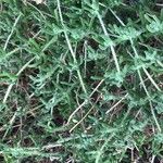 Drosanthemum floribundum