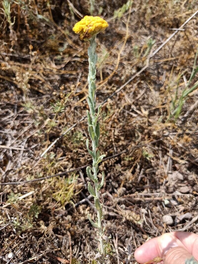 Achillea pseudopectinata flower