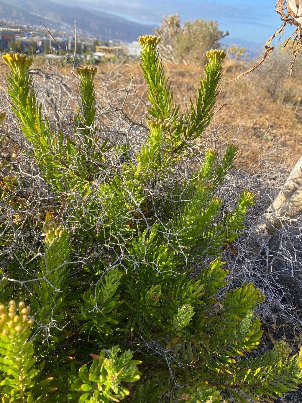 Allagopappus canariensis habit