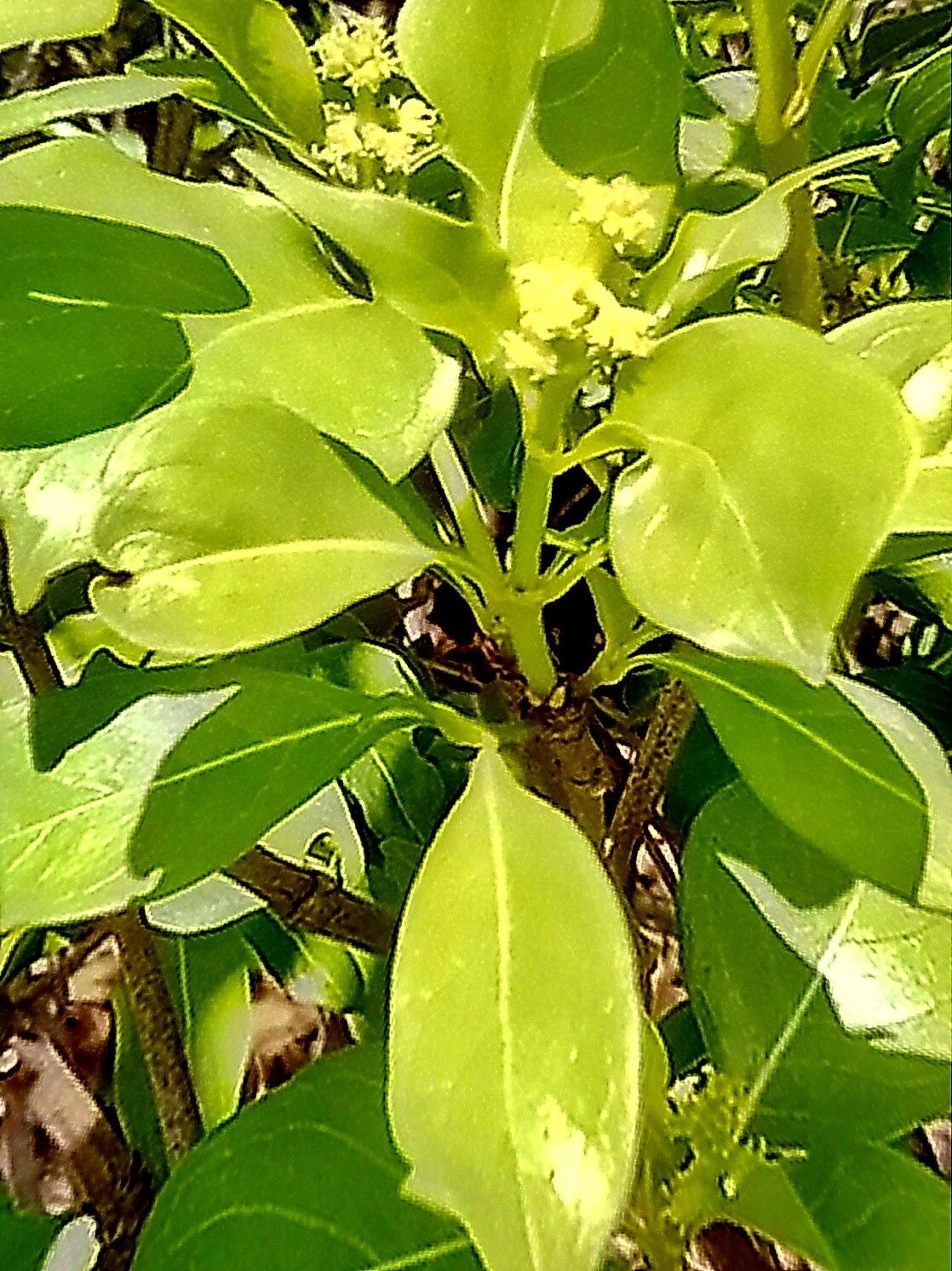 Chassalia princei — houseplant care guide