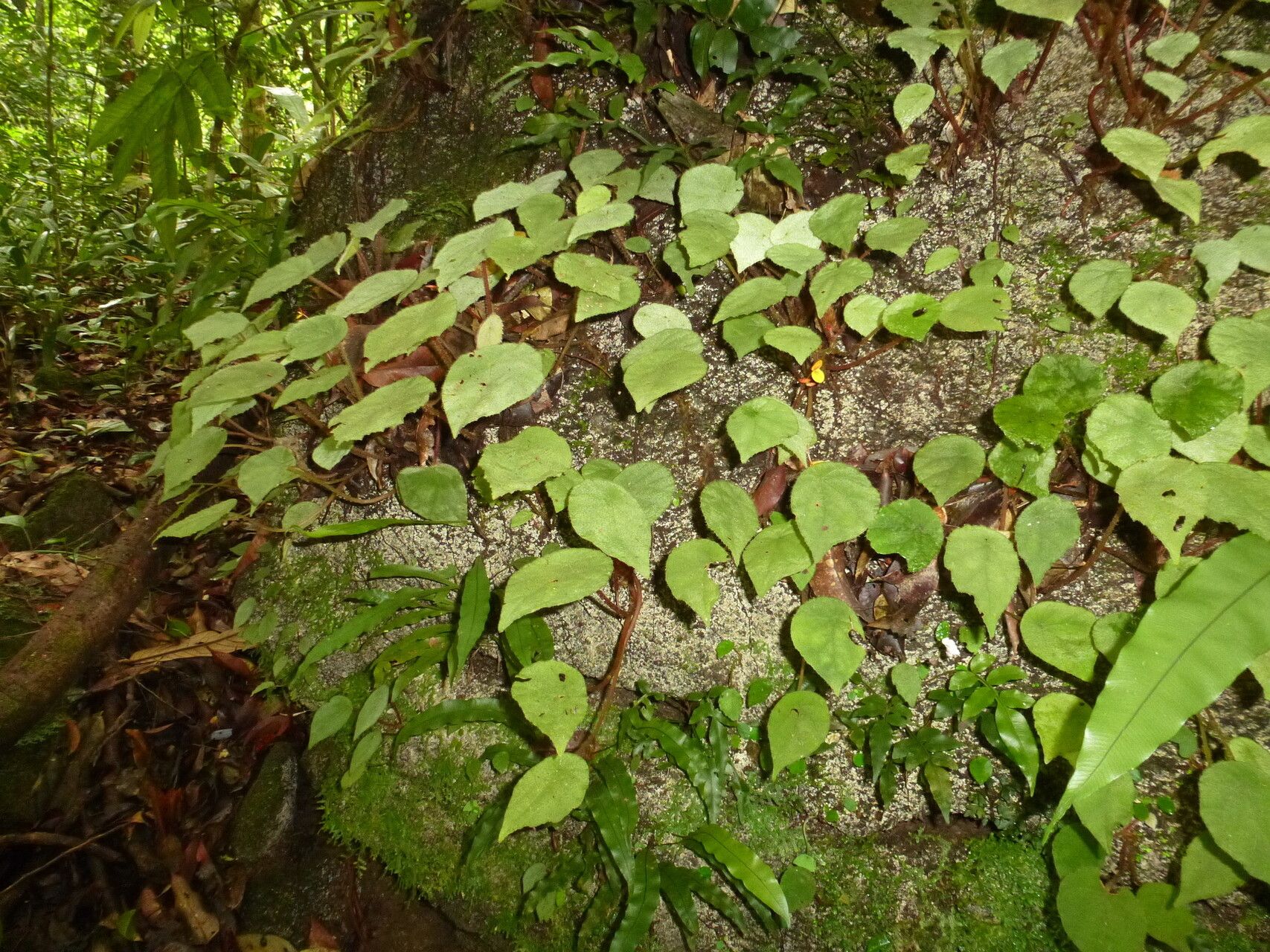 Begonia quadrialata habit