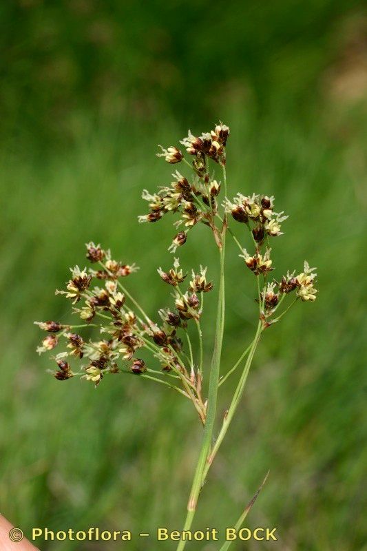 Luzula desvauxii fruit