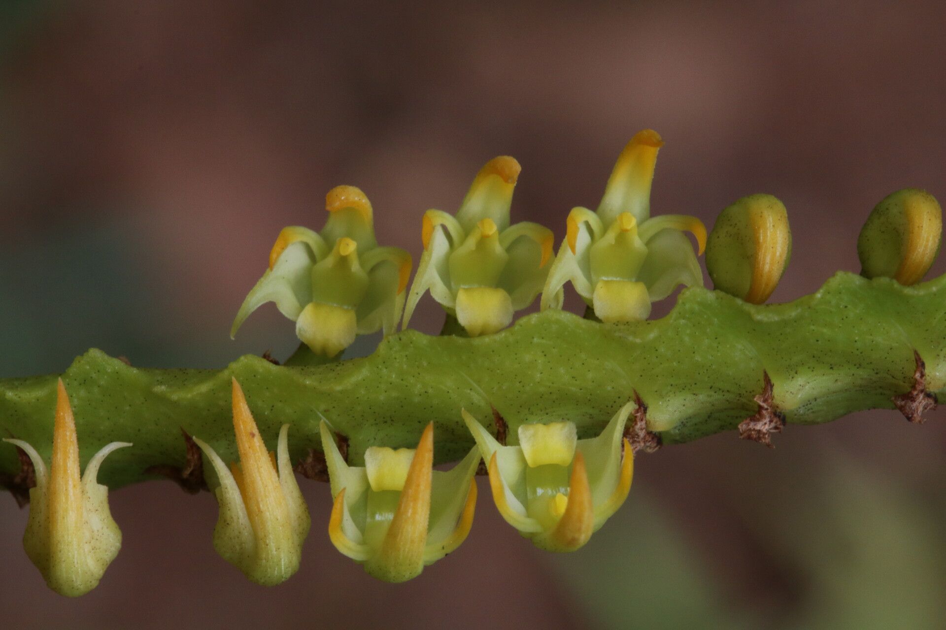 Bulbophyllum scaberulum flower