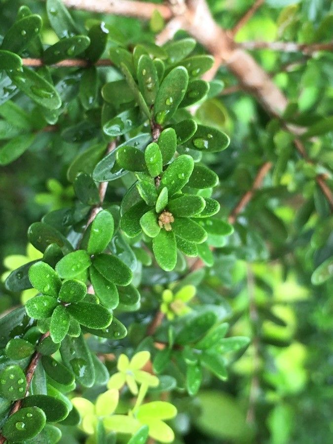 Eugenia daenikeri — search result for 'Eugenia'