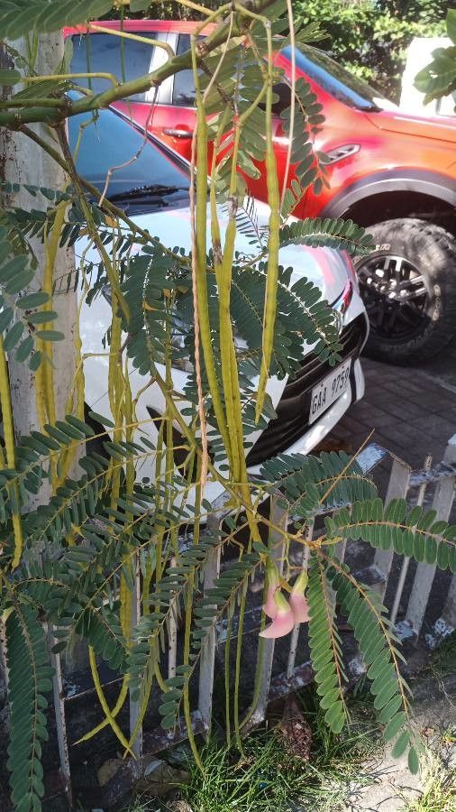 Sesbania grandiflora fruit