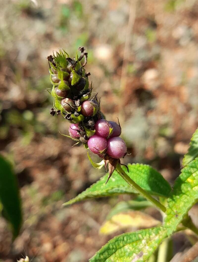 Lantana trifolia fruit