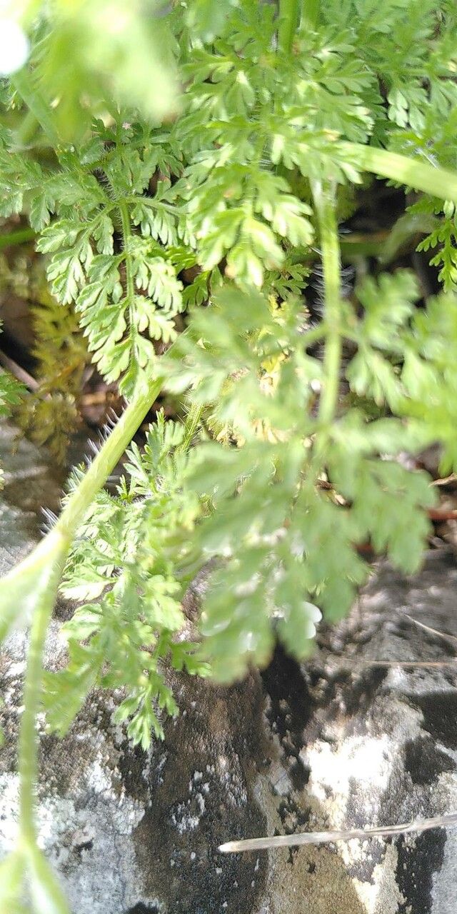 Orlaya platycarpos — related species from the same genus