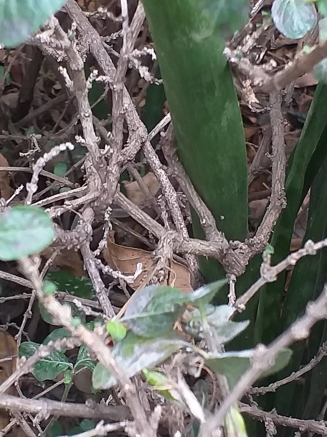 Dyschoriste thunbergiiflora bark