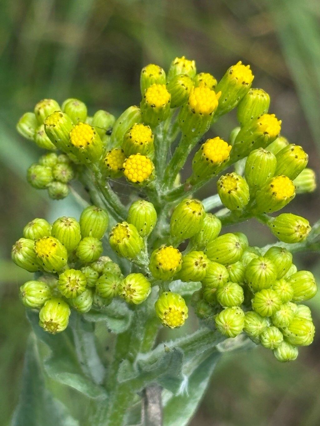 Senecio altissimus flower