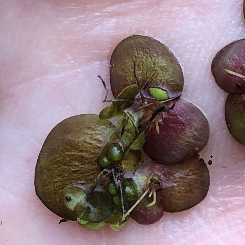 Wolffia columbiana — related species from the same genus