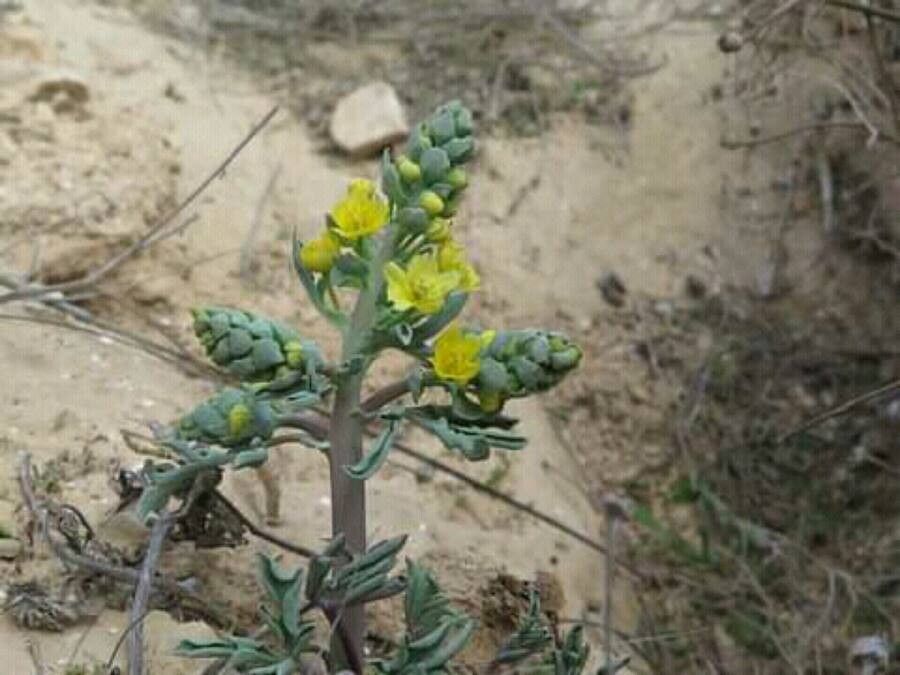 Leontice leontopetalum flower