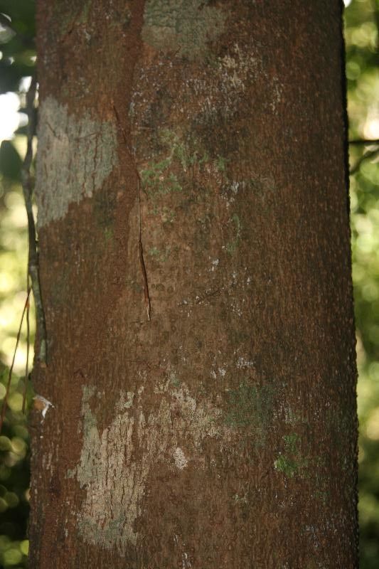 Tabernaemontana attenuata bark