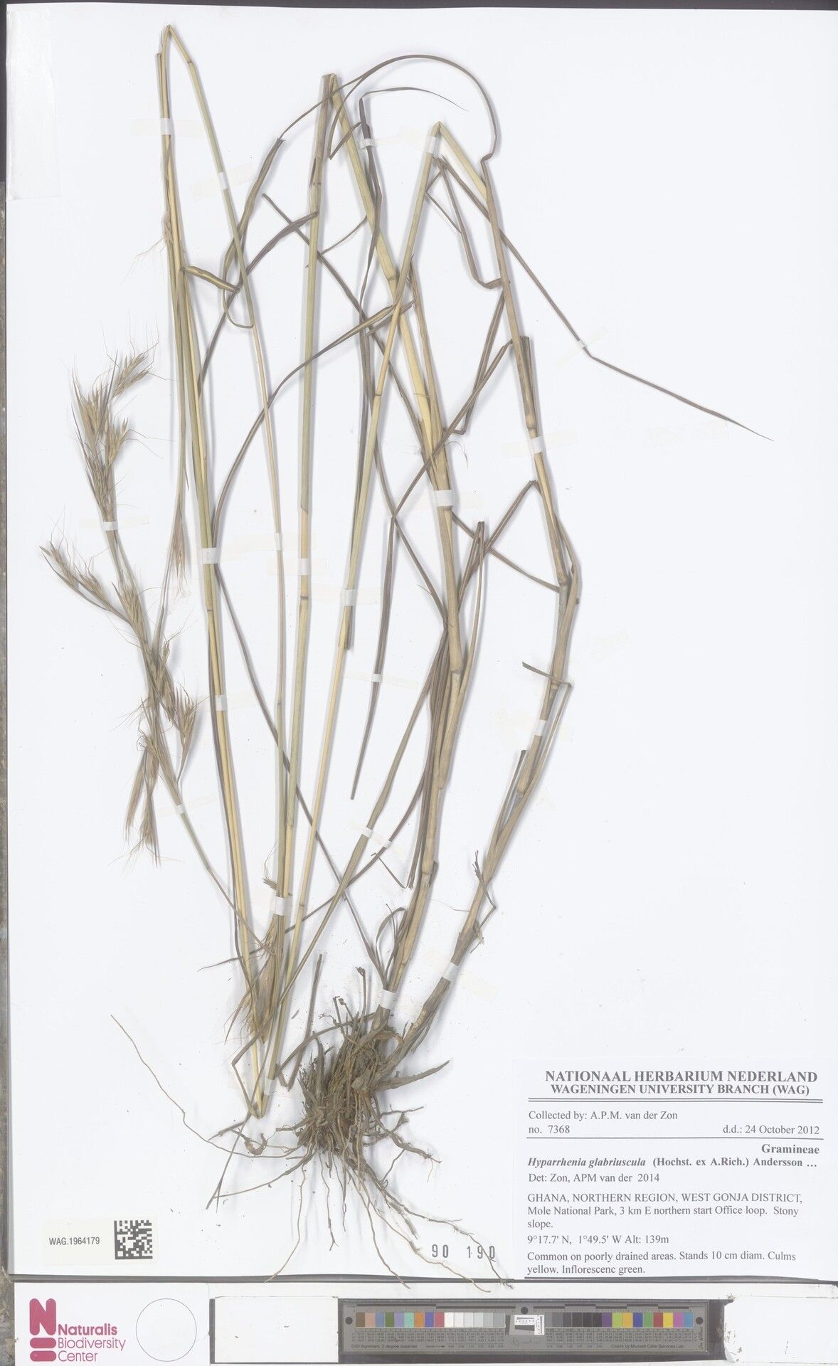 Hyparrhenia glabriuscula — houseplant care guide