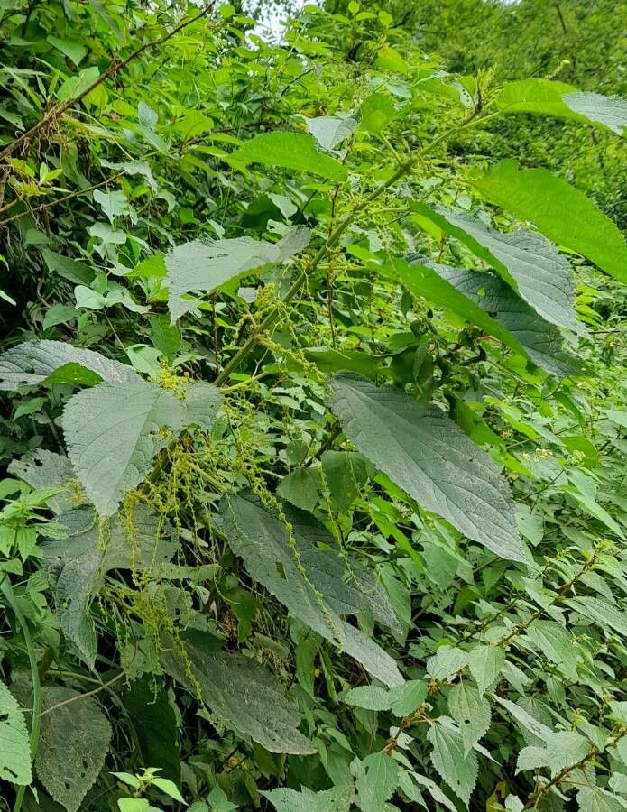 Boehmeria caudata habit