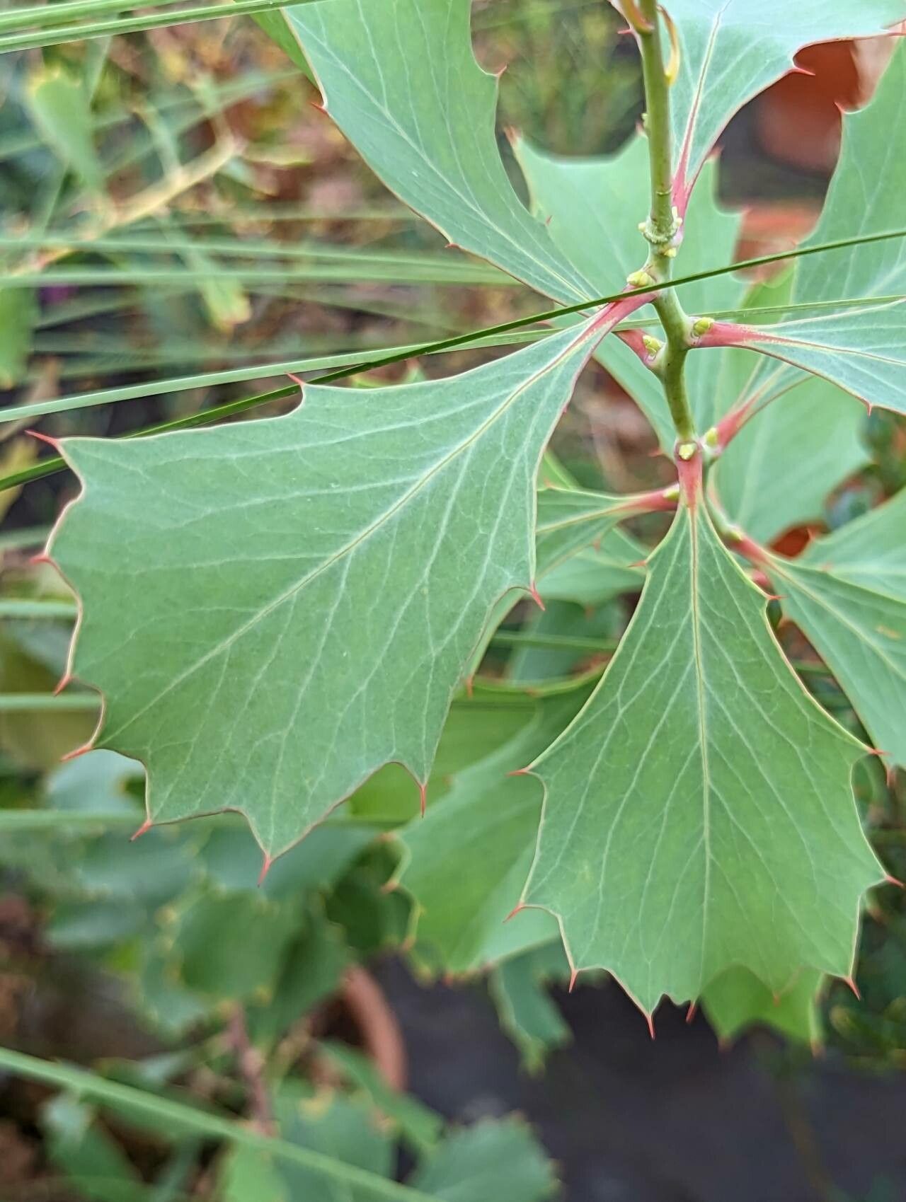 Hakea cristata leaf