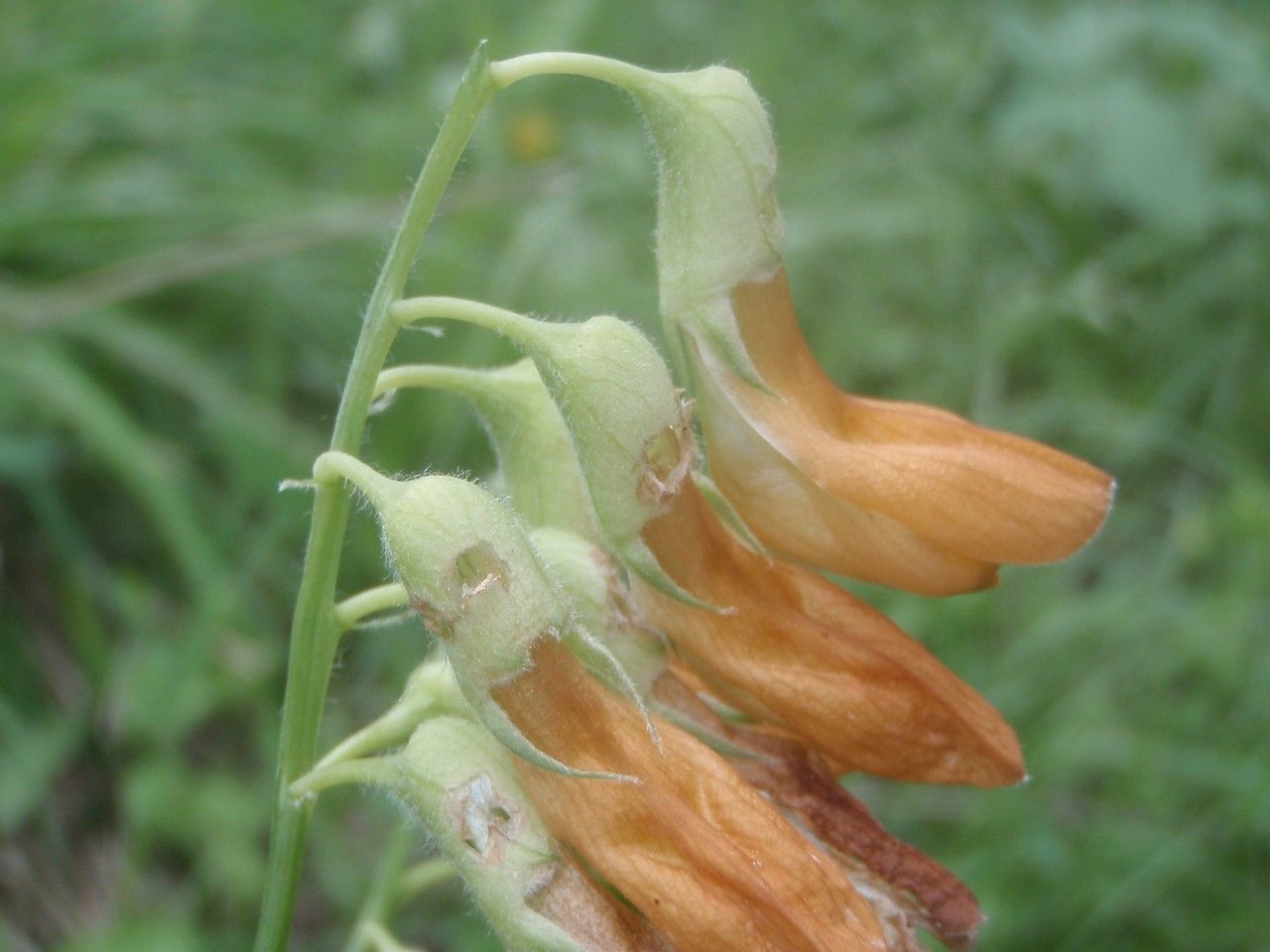 Lathyrus ochraceus fruit