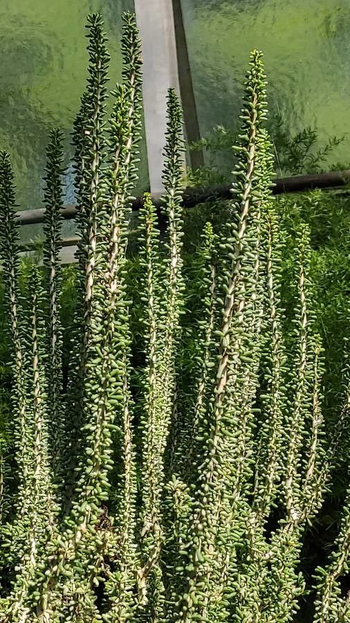 Ceraria namaquensis leaf