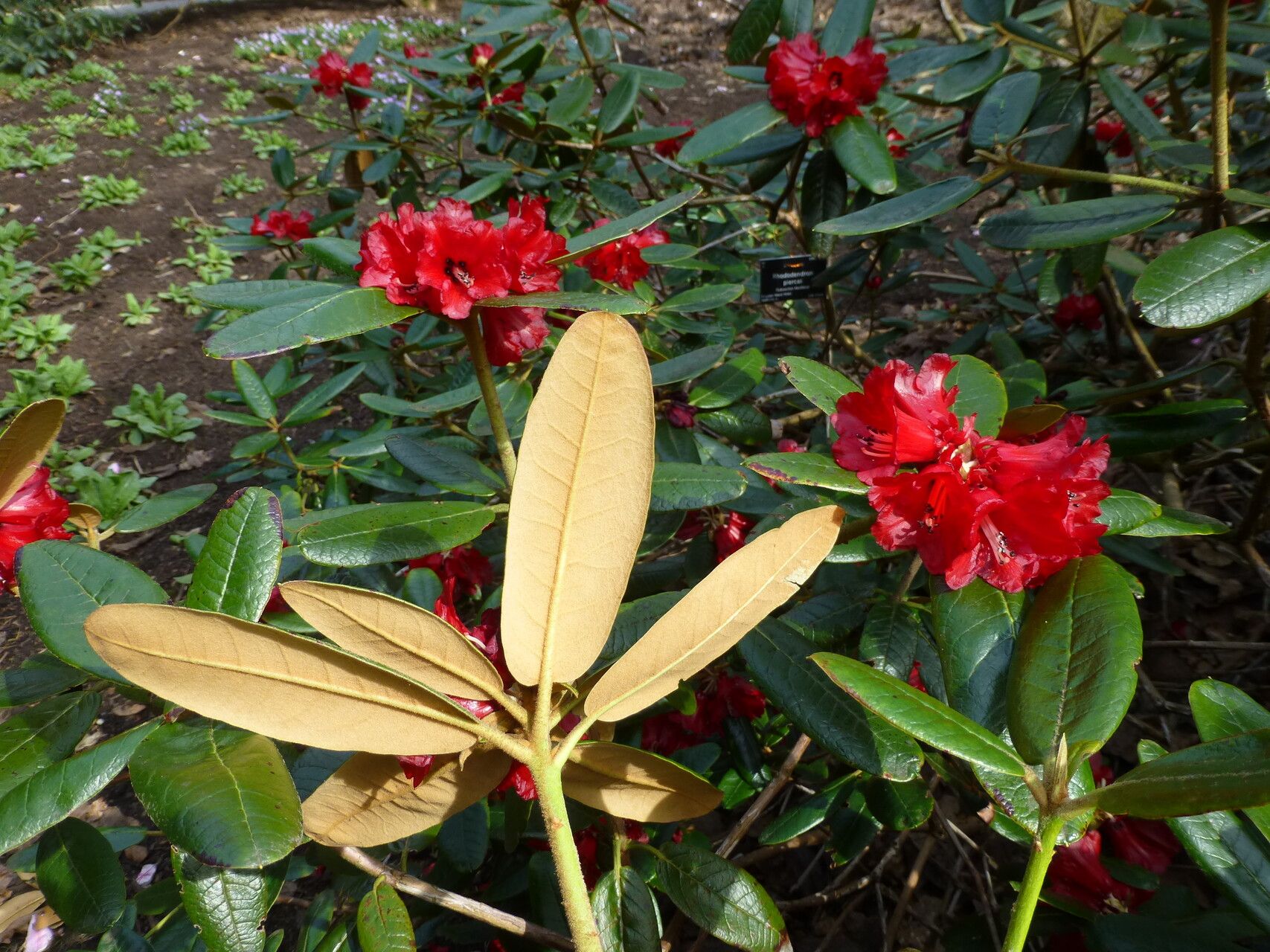 Rhododendron piercei — houseplant care guide