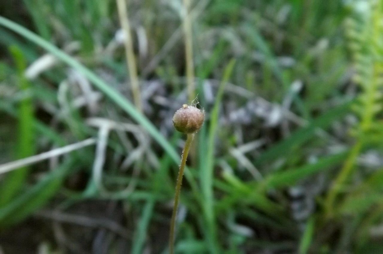 Pinguicula lusitanica fruit