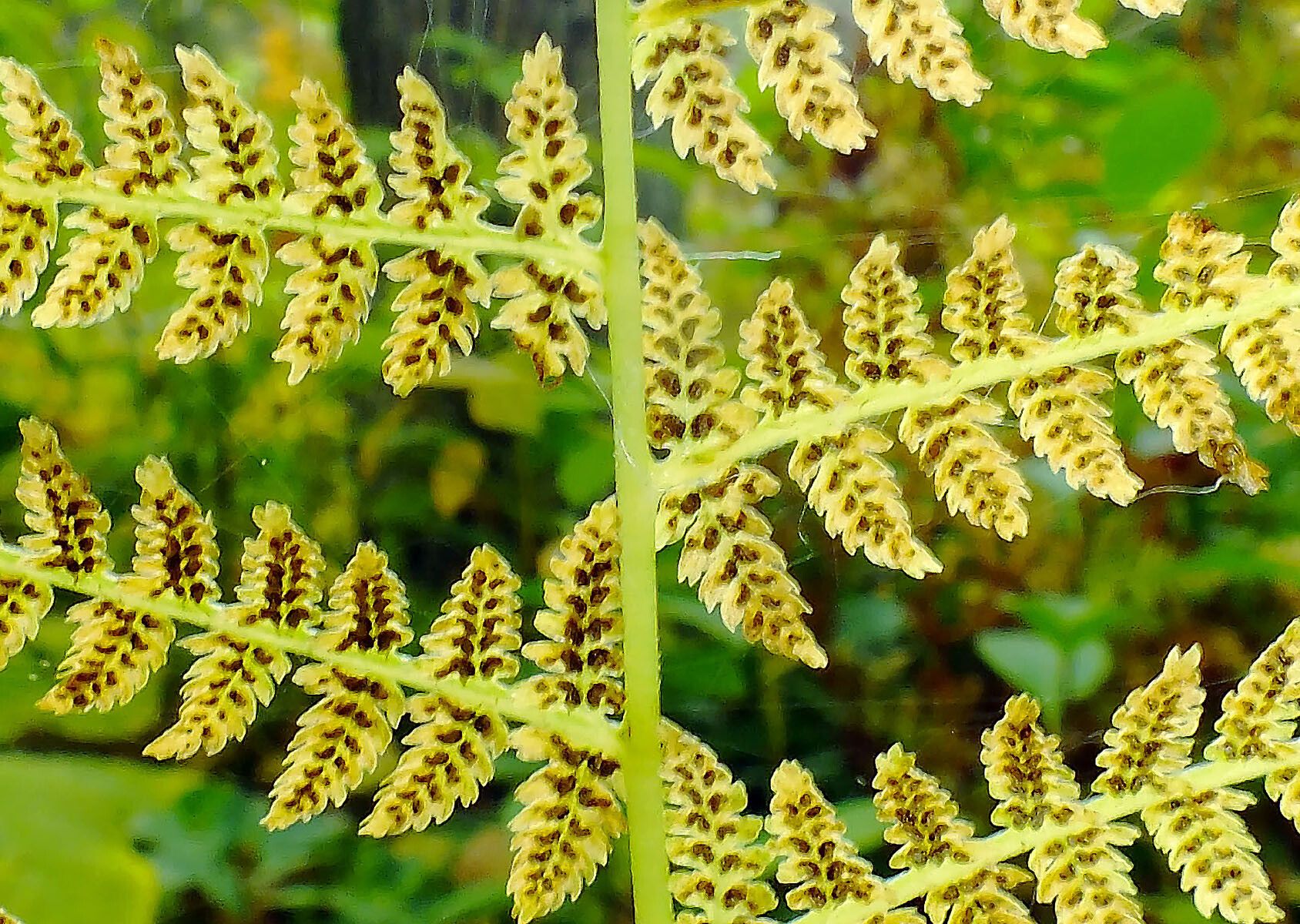 Athyrium distentifolium fruit