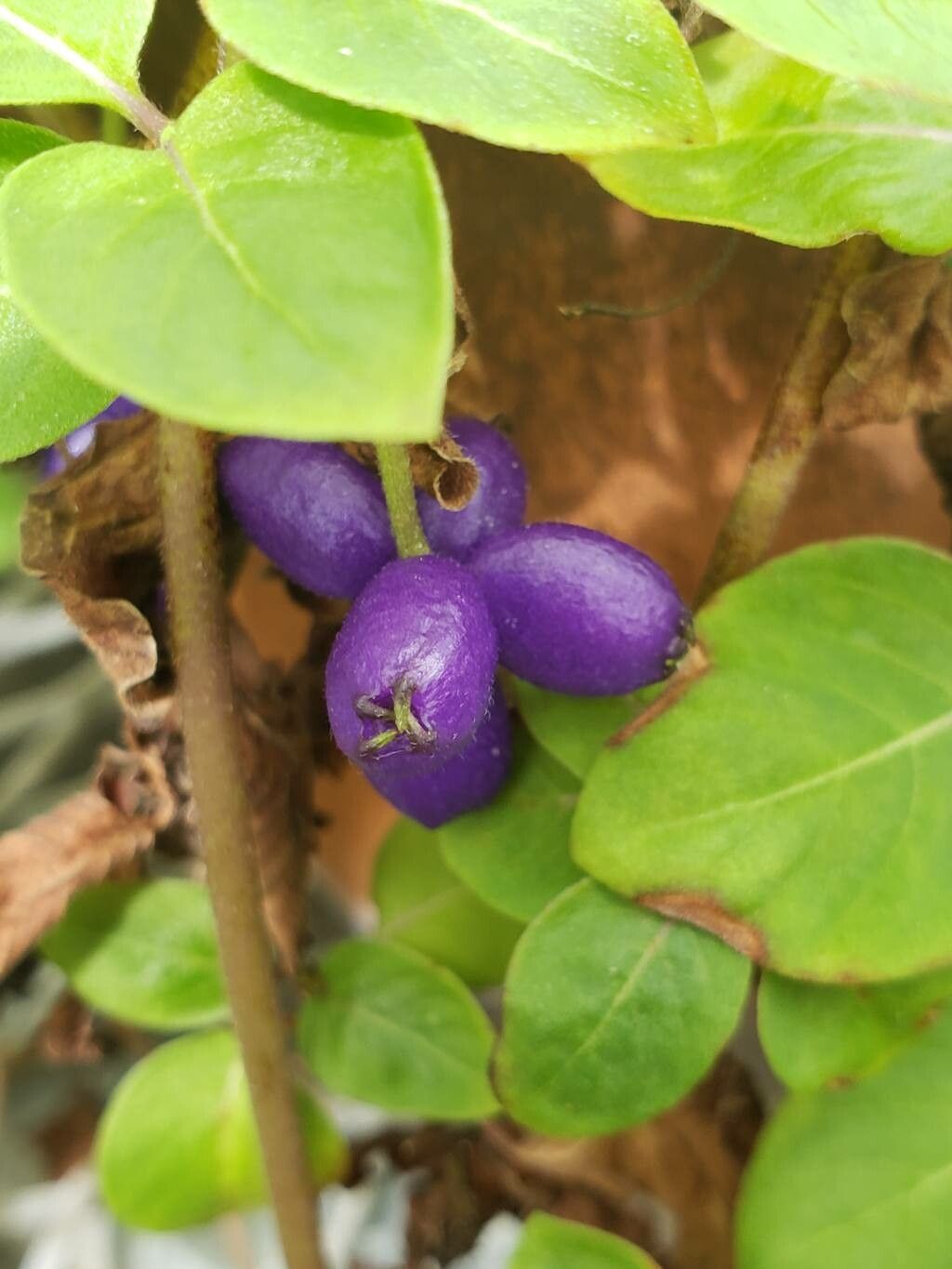 Coccocypselum cordifolium fruit