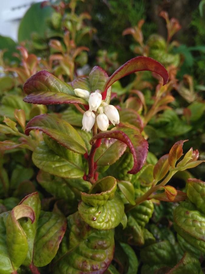 Leucothoe axillaris flower