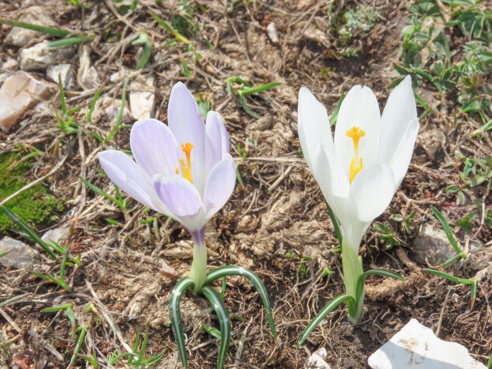 Crocus neapolitanus flower