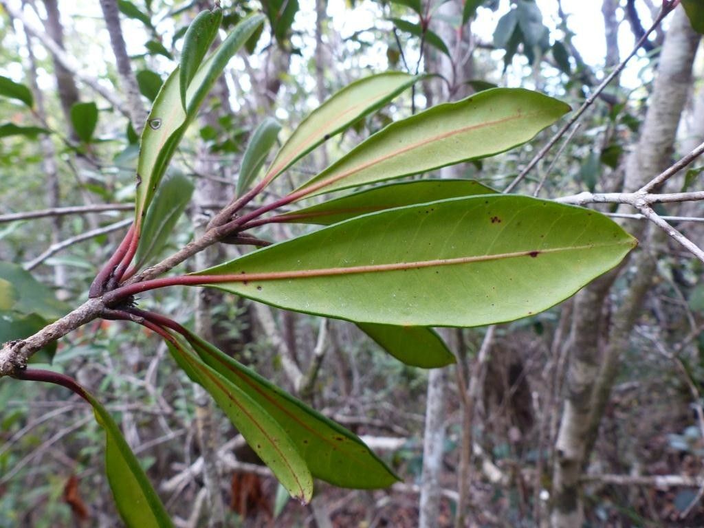 Pittosporum ornatum — search result for 'Pittosporaceae'