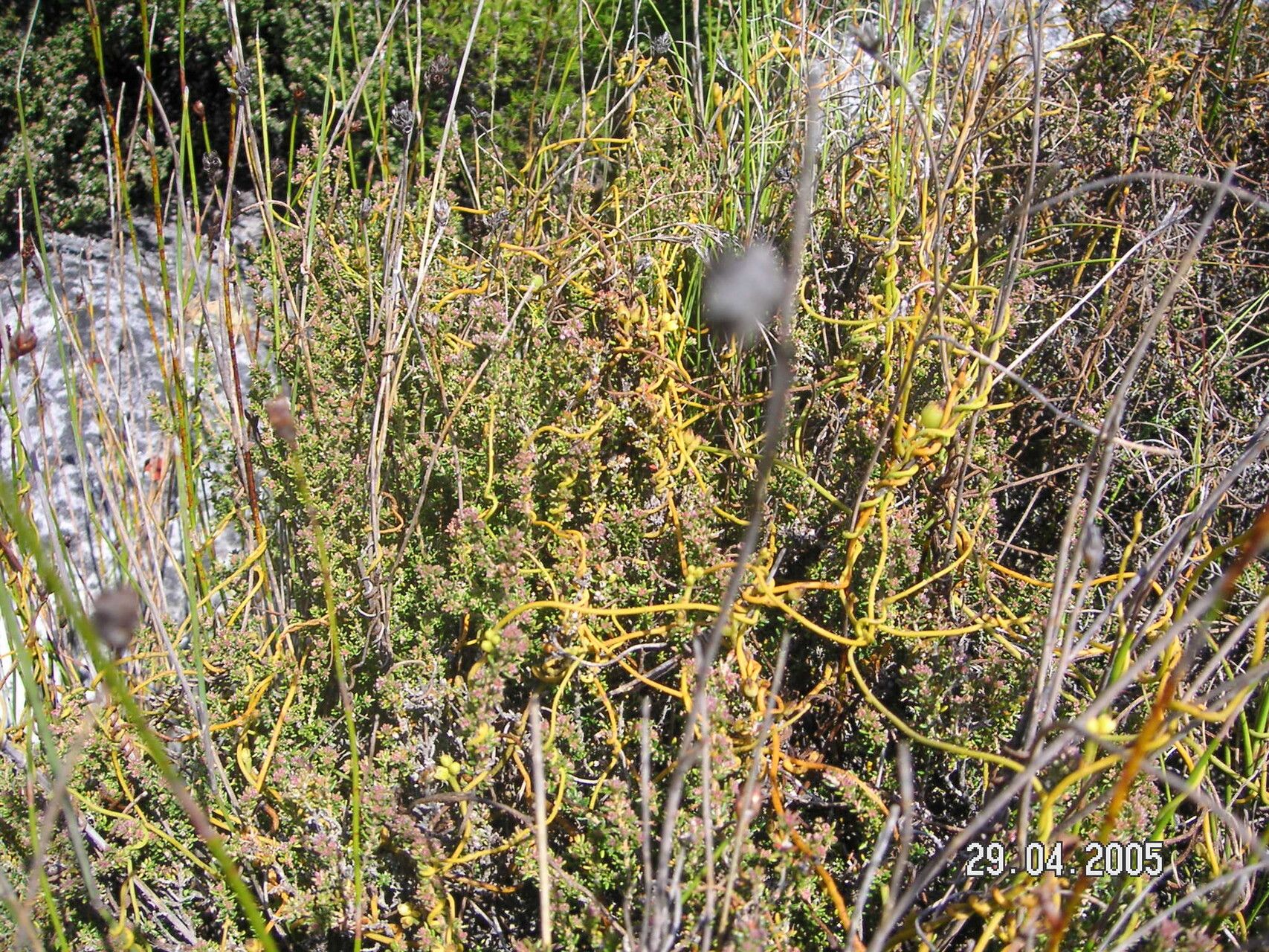 Cassytha ciliolata habit