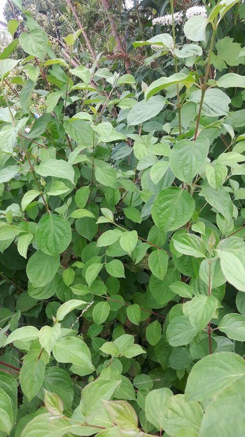 Actinidia polygama leaf