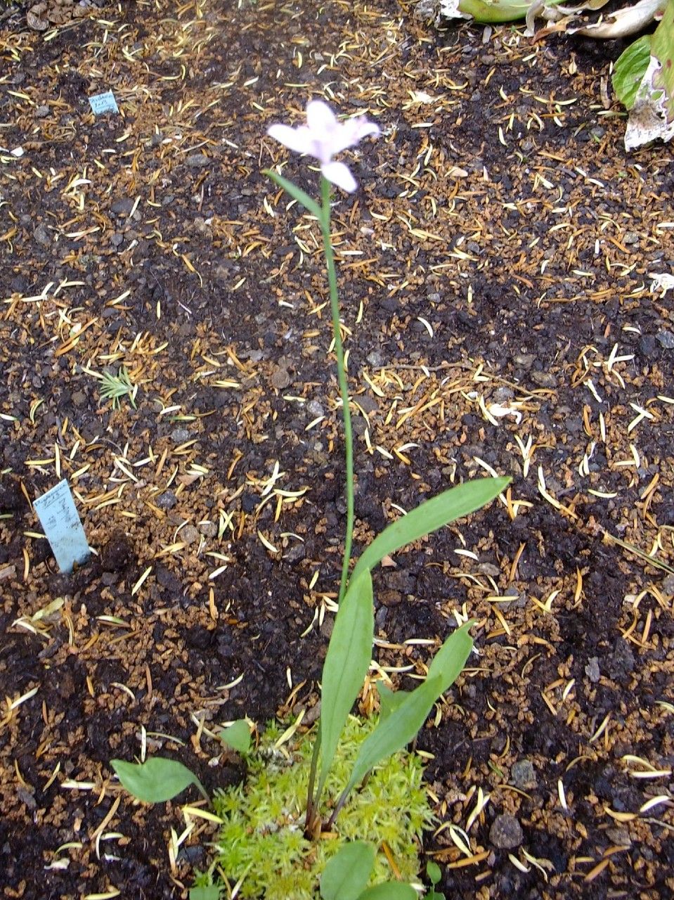 Pogonia ophioglossoides habit