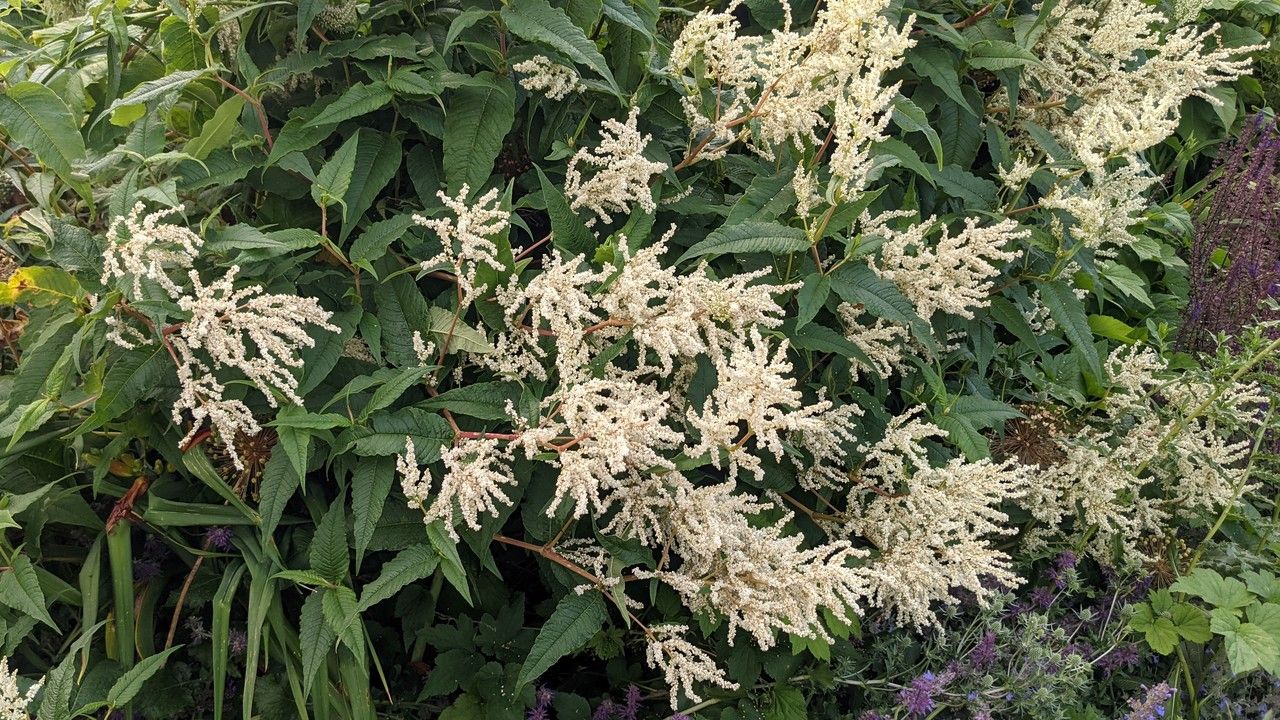 Rubrivena polystachya habit