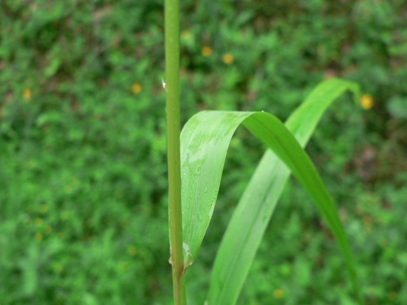 Drymochloa sylvatica bark