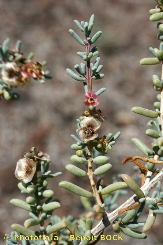 Salsola divaricata other