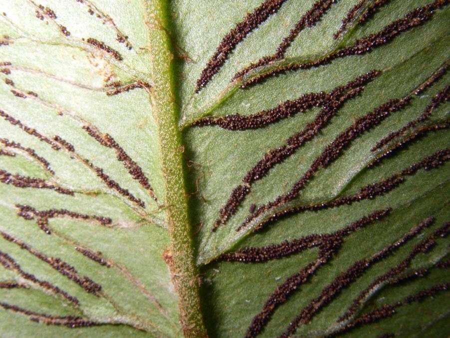 Diplazium pactile bark