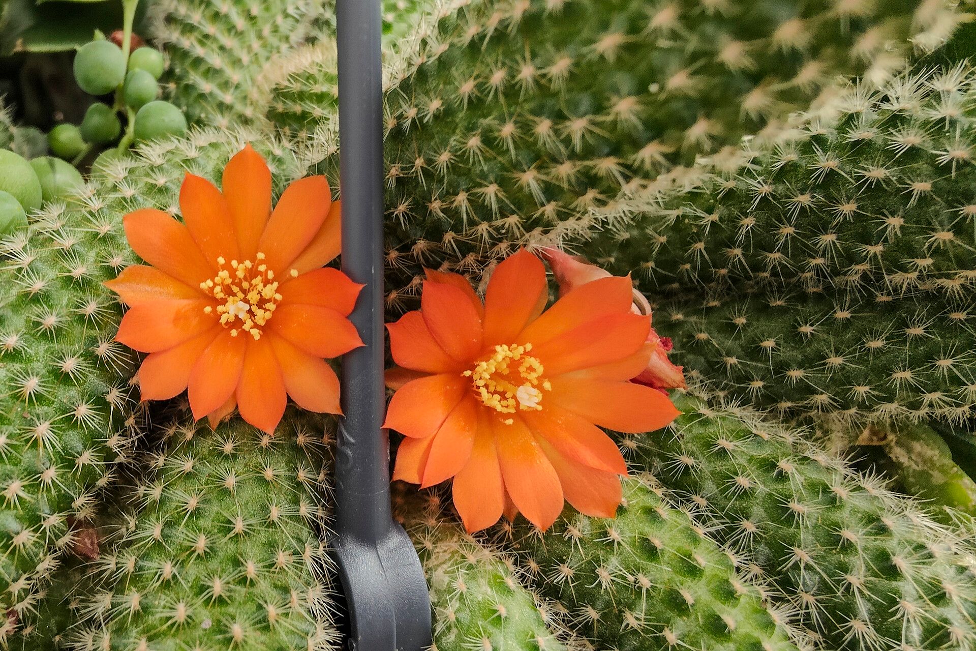 Rebutia fabrisii flower