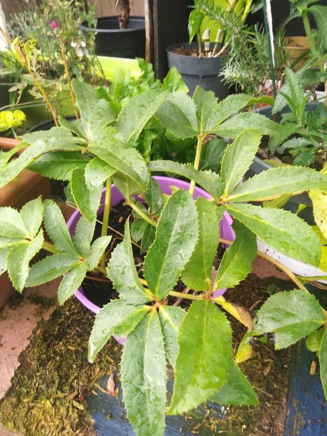 Helleborus lividus fruit