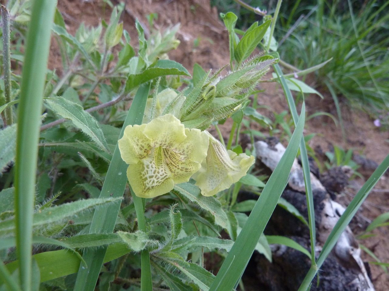 Asystasia guttata habit