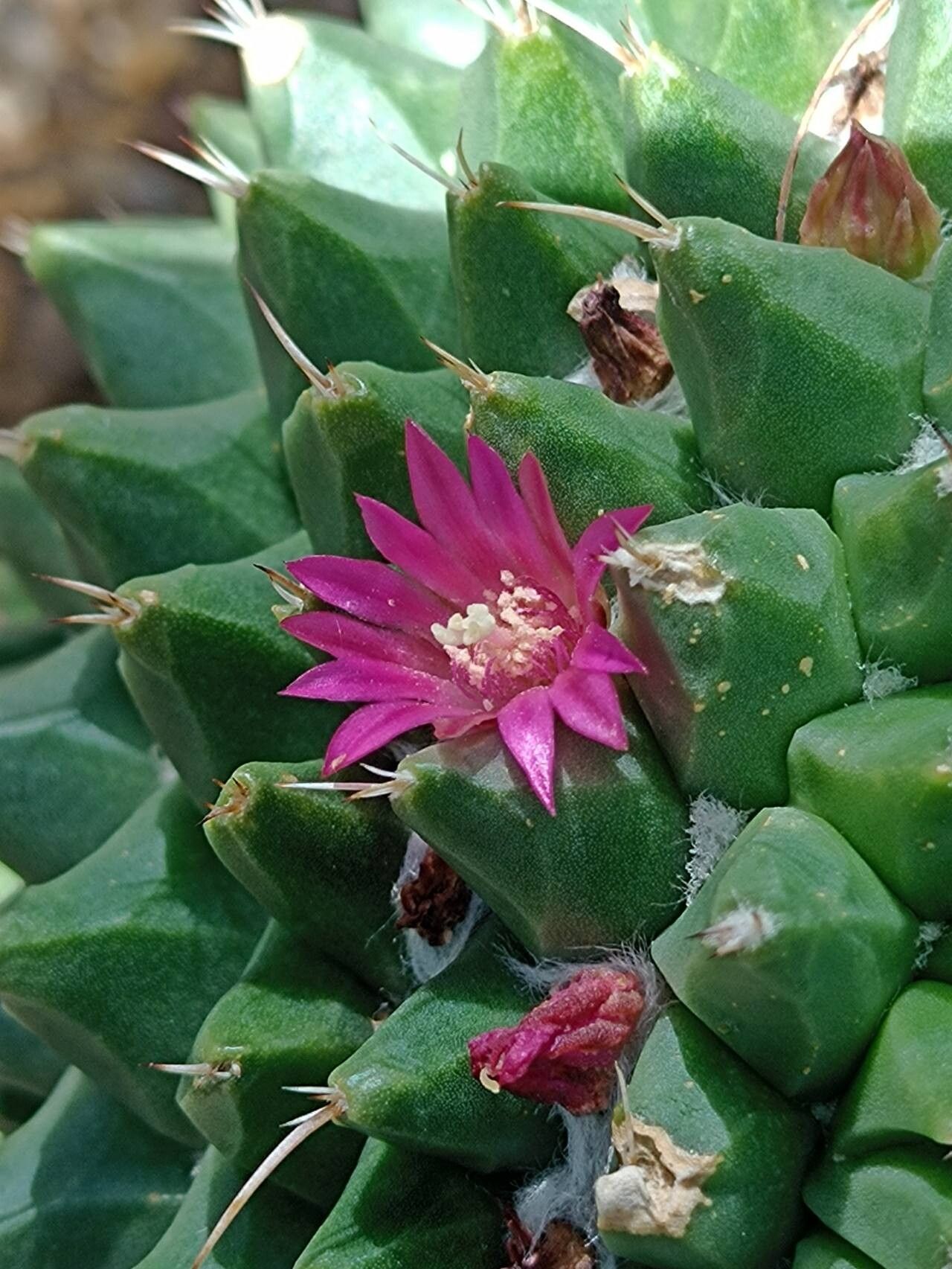 Mammillaria sartorii flower