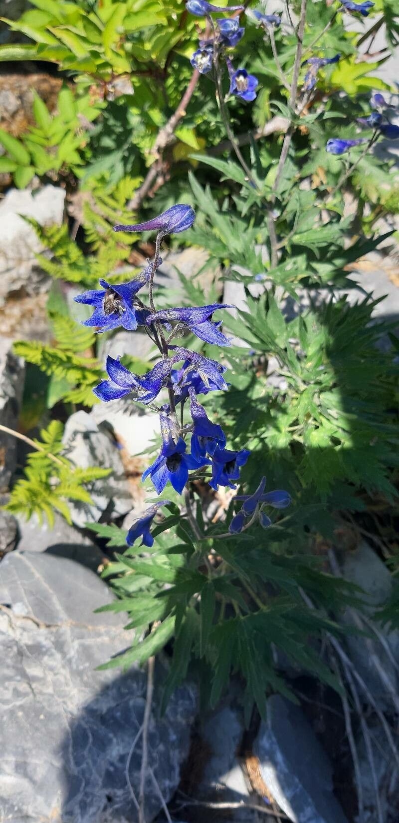 Delphinium dubium flower
