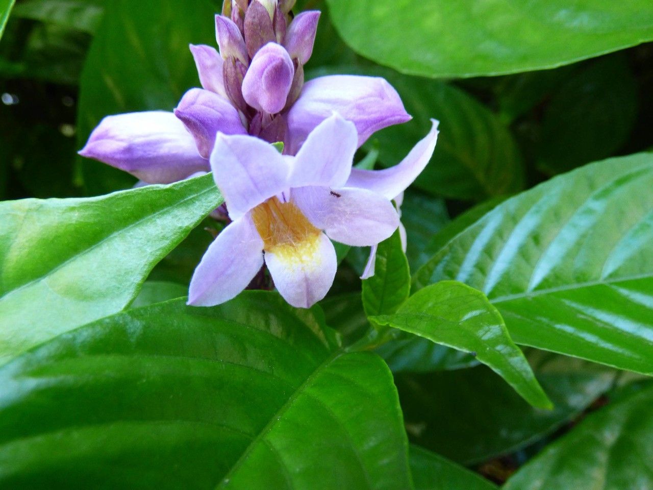 Phlogacanthus turgidus flower