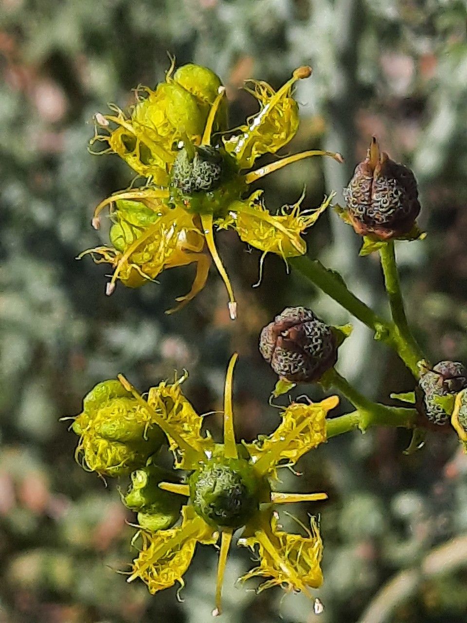 Ruta angustifolia flower