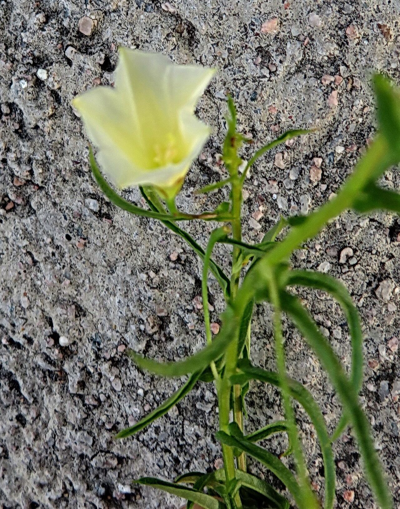 Xenostegia tridentata flower