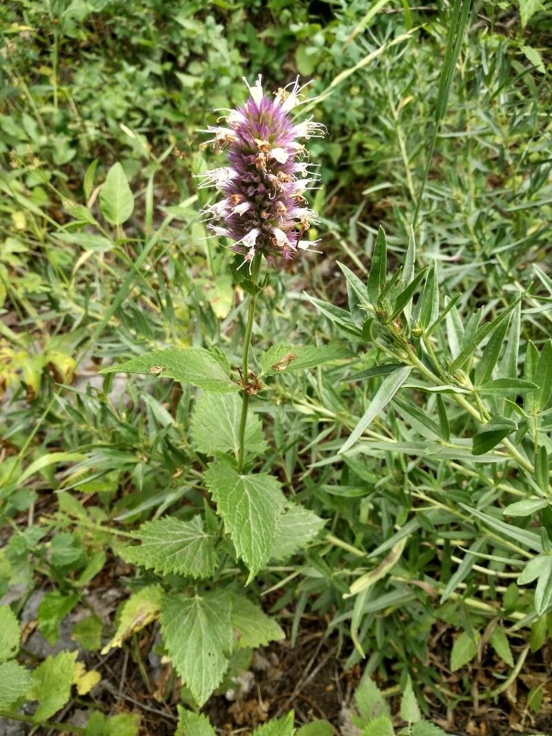 Agastache urticifolia habit