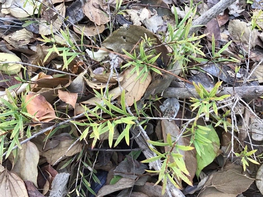 Callistemon macropunctatus leaf