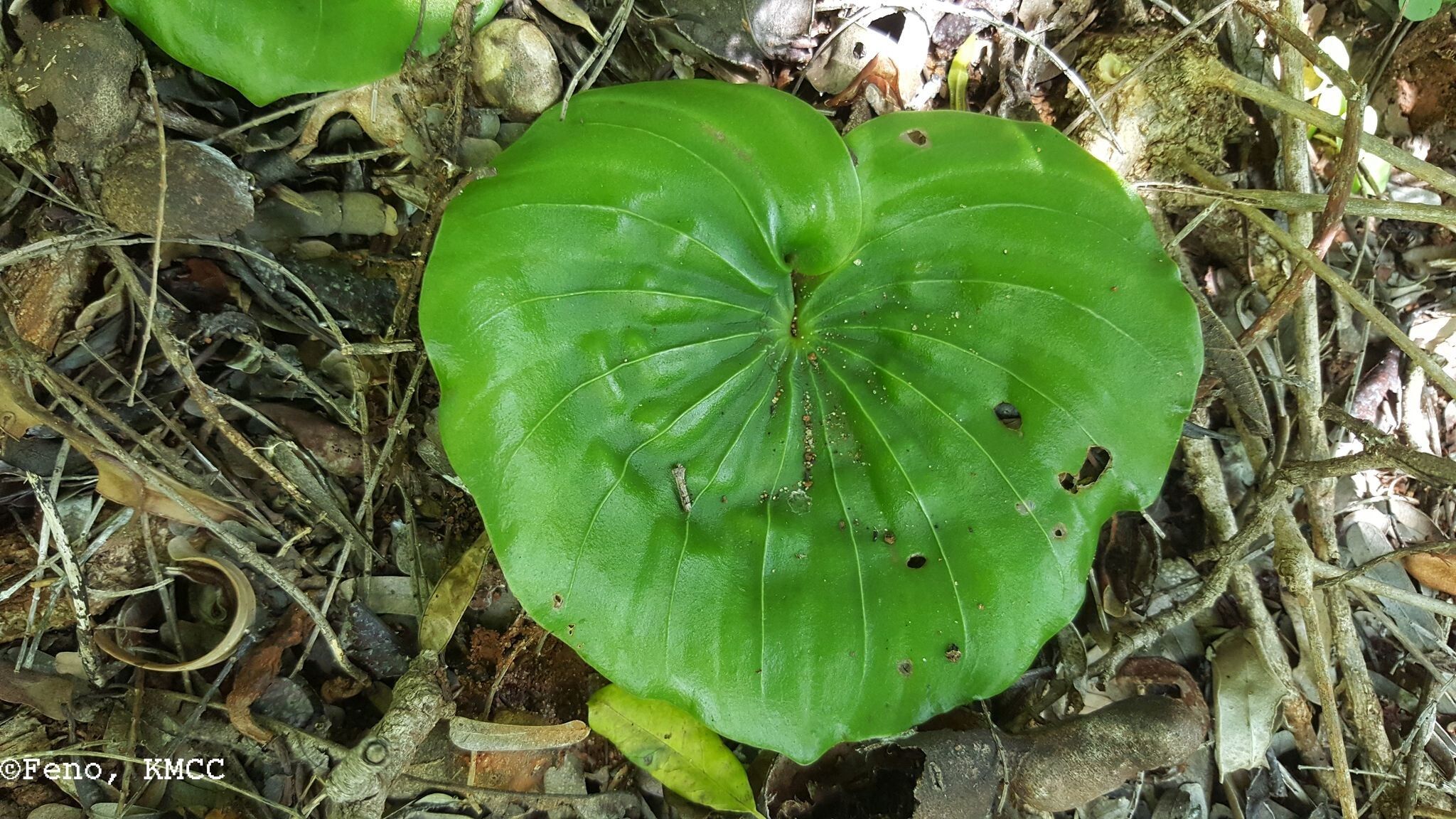 Nervilia renschiana — houseplant care guide