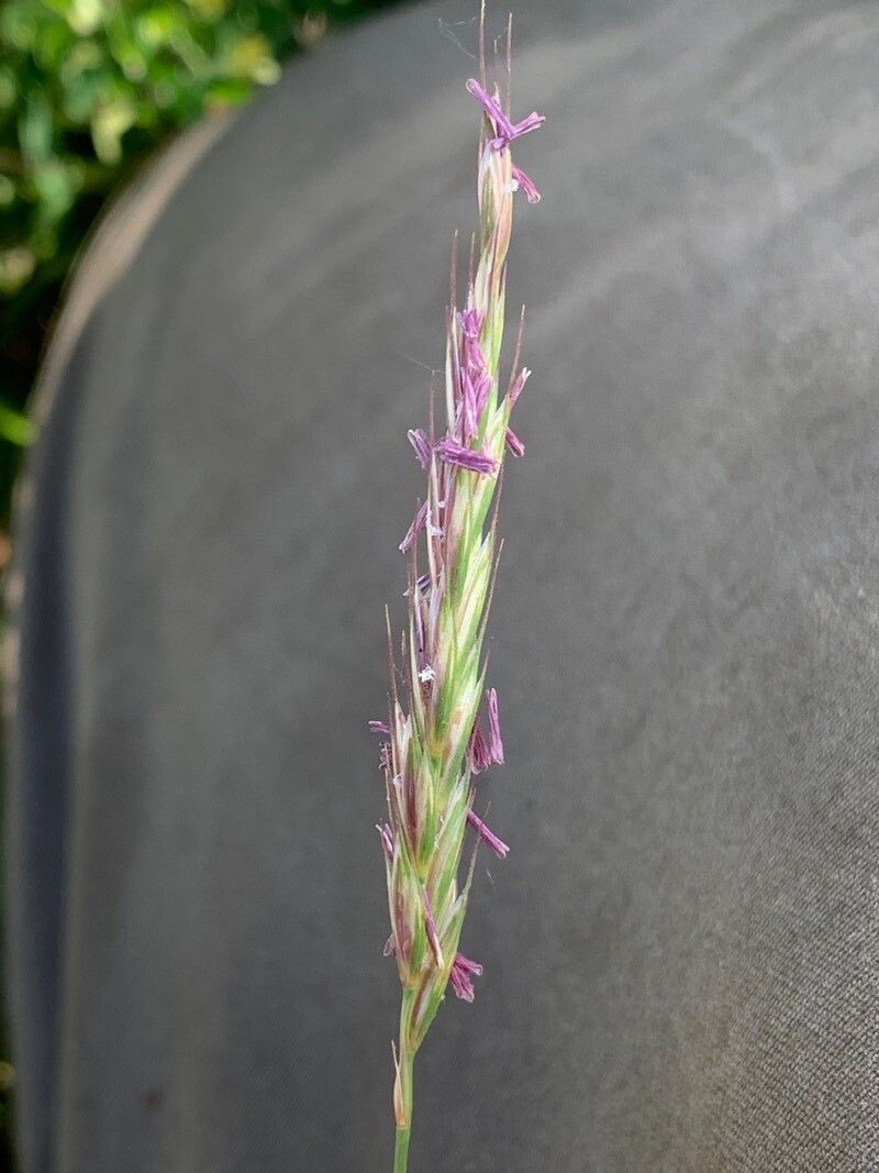 Elymus caninus flower