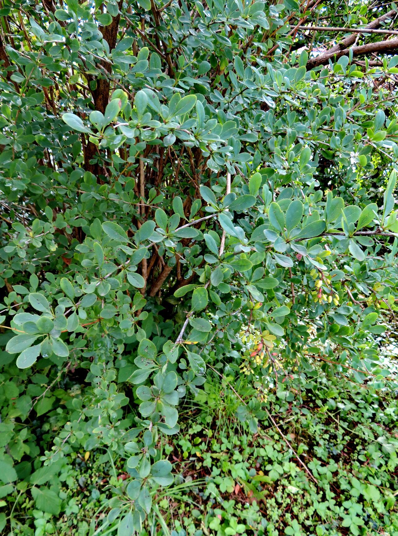 Berberis tischleri — houseplant care guide