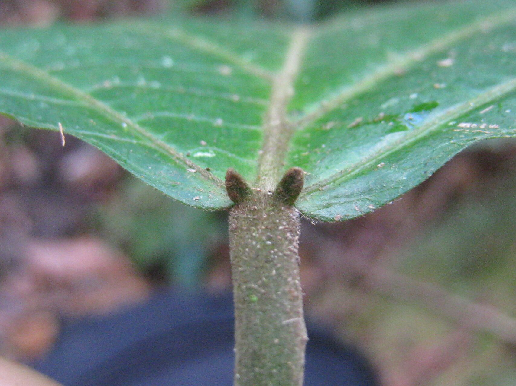 Aparisthmium cordatum bark