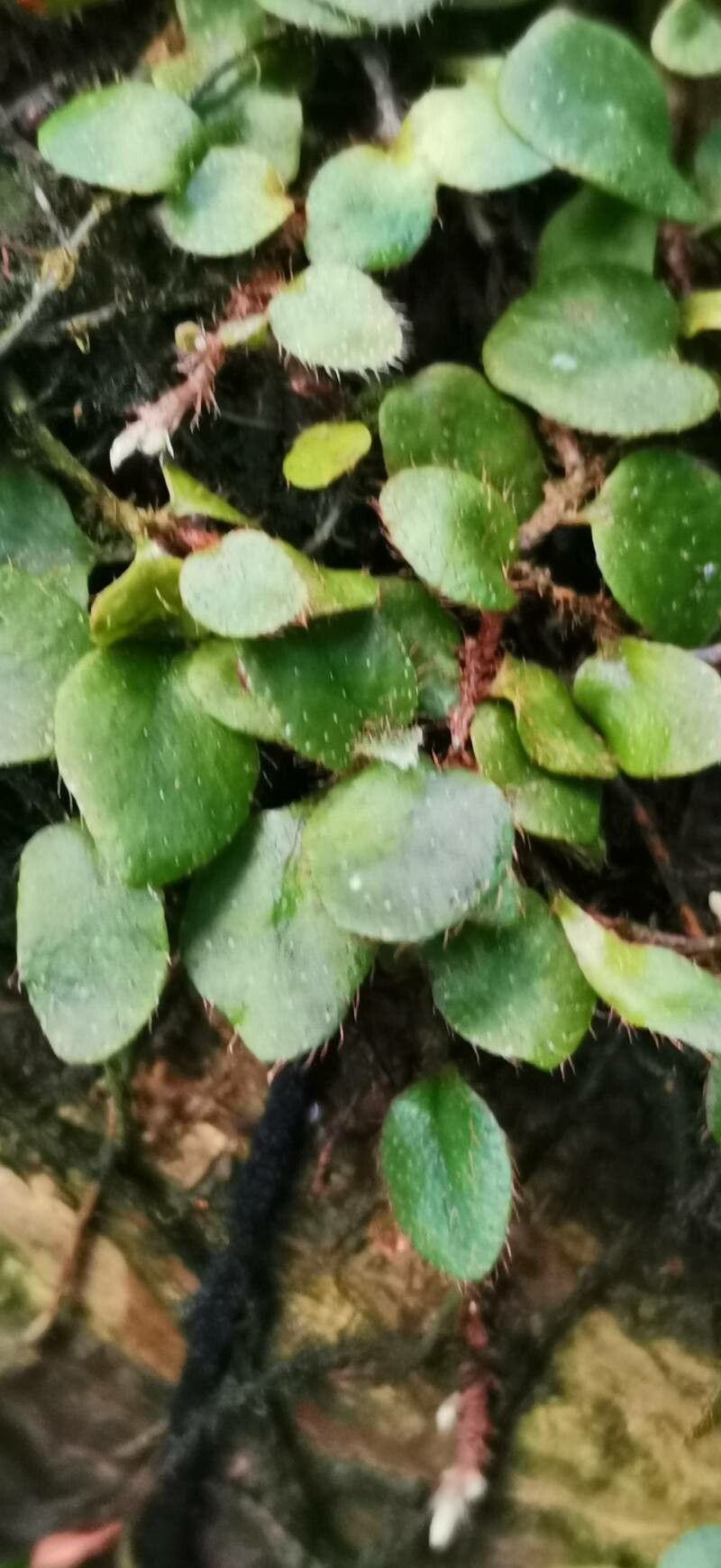 Microgramma reptans leaf